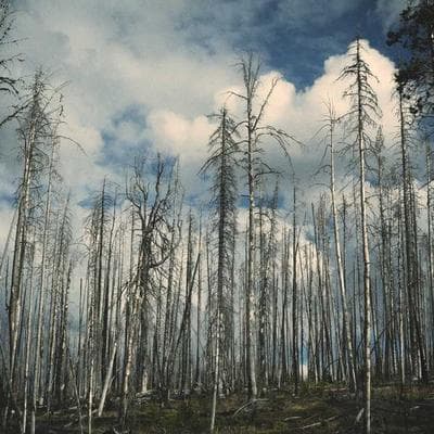 F-color Waterproof Dog Car Seat Cover