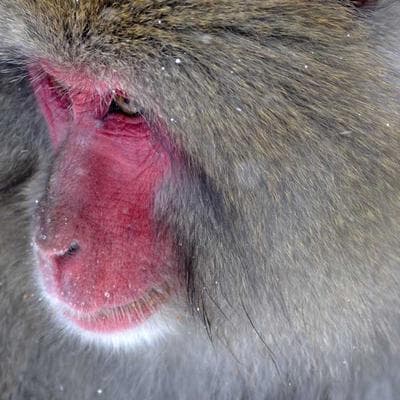 Igloo Trailmate MaxCold 30-Can