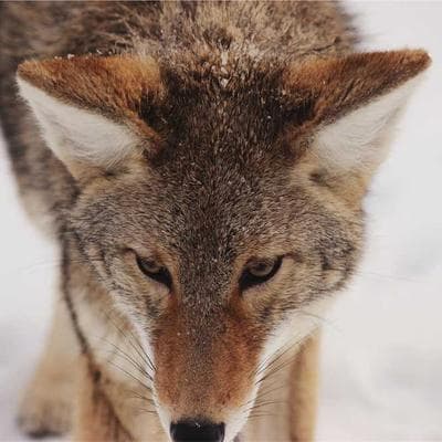 LEGO Botanical Collection Orchid
