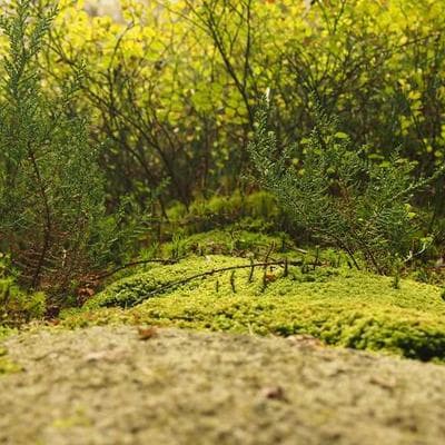 Rogue Iso Leg Press